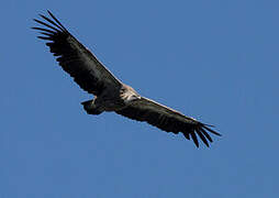 Griffon Vulture