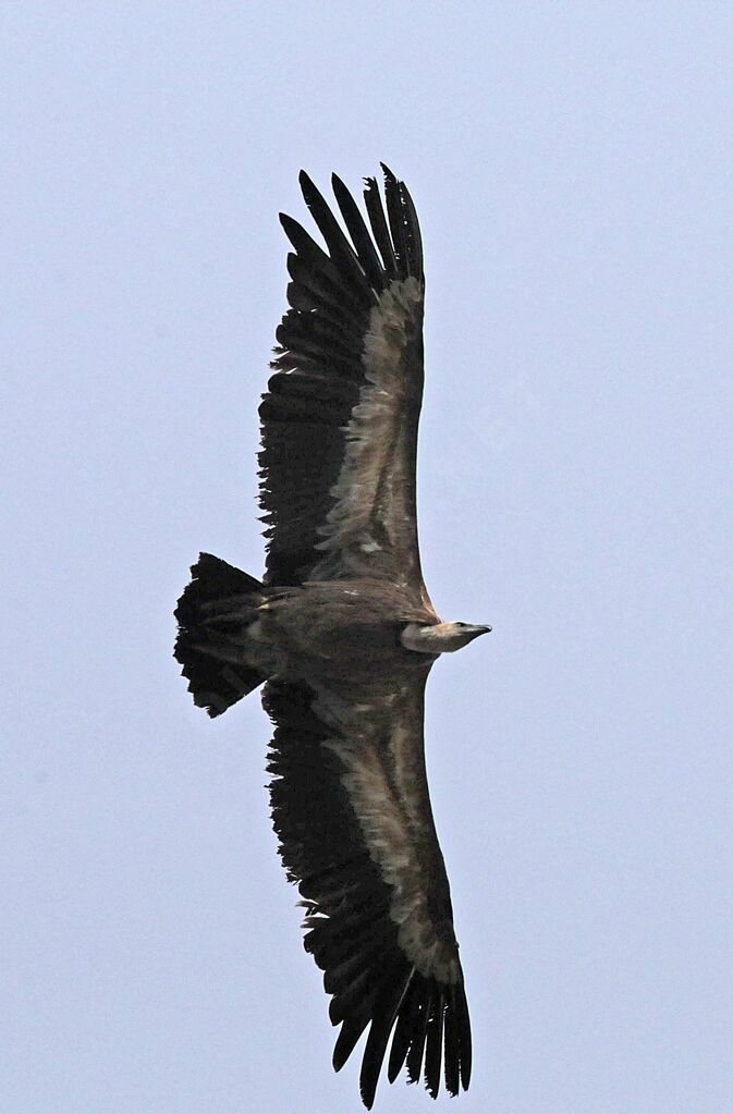 Griffon Vulture