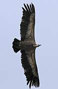 Griffon Vulture