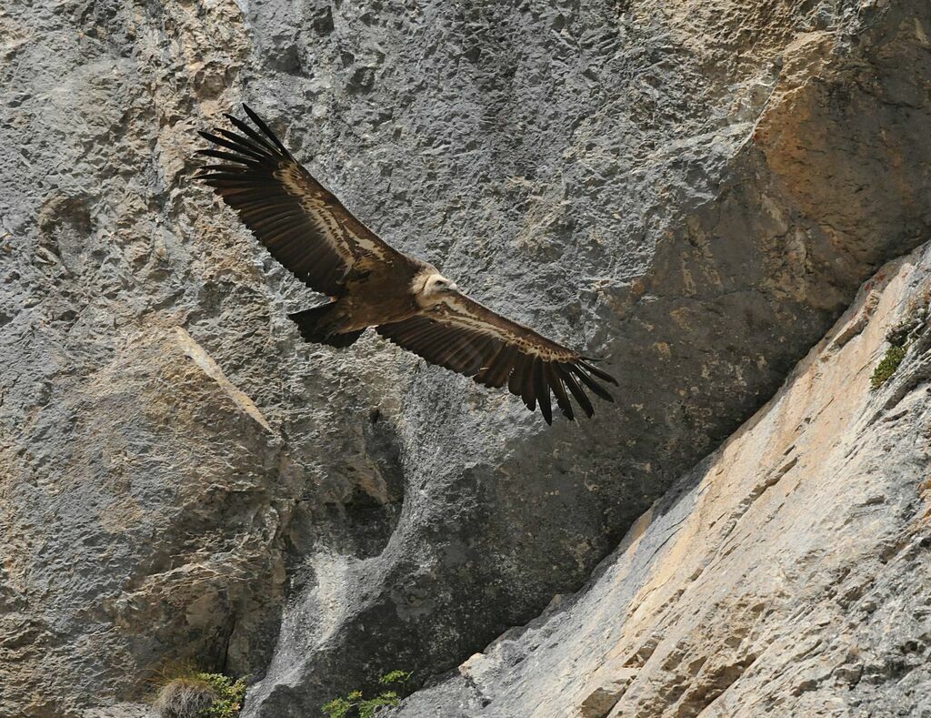 Griffon Vulture