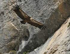 Griffon Vulture