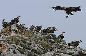 Griffon Vulture