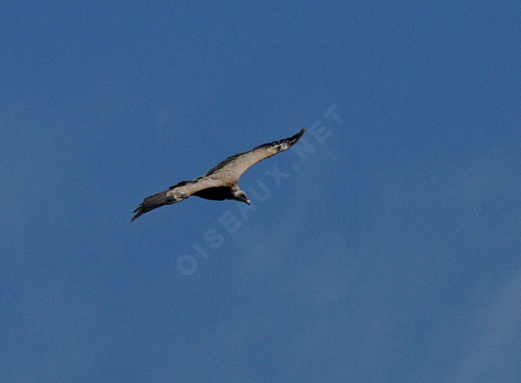 Griffon Vulture