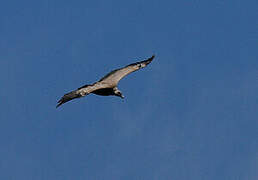 Griffon Vulture