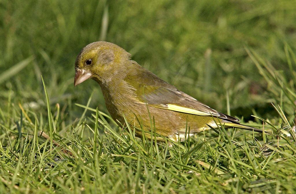 European Greenfinch male adult