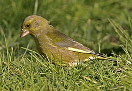 European Greenfinch