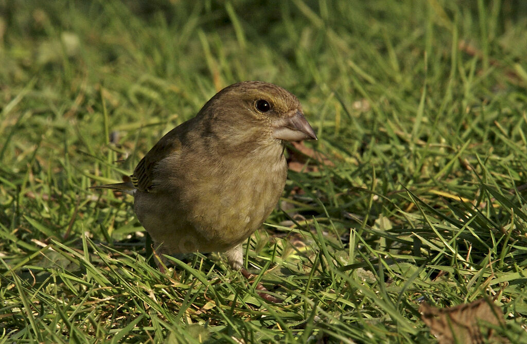 European Greenfinch female adult