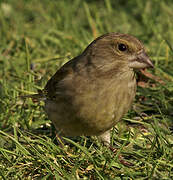 European Greenfinch