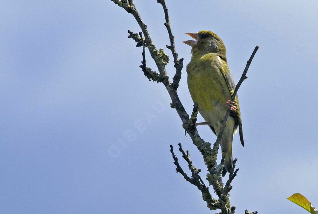 European Greenfinch male adult breeding