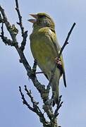 European Greenfinch