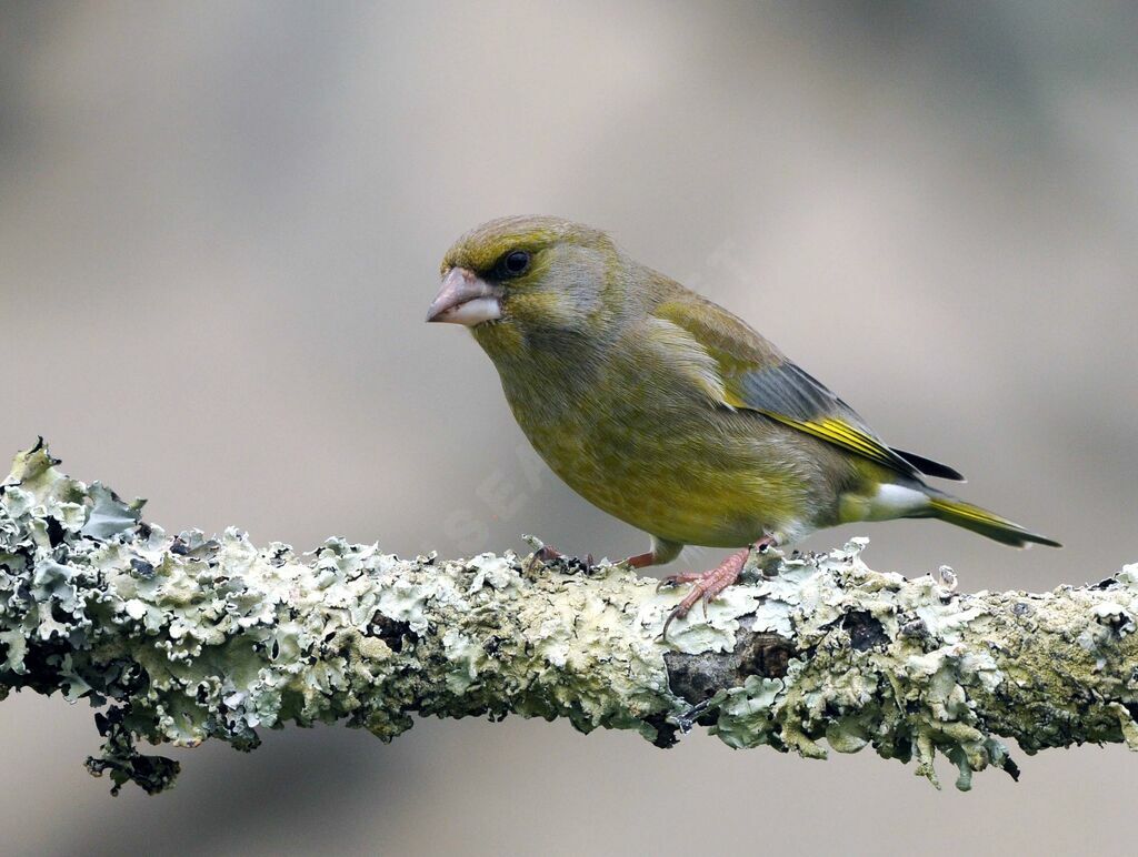 European Greenfinch male