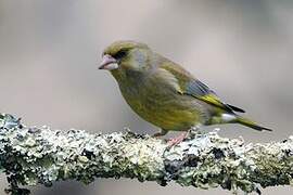 European Greenfinch