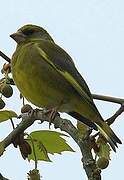 European Greenfinch