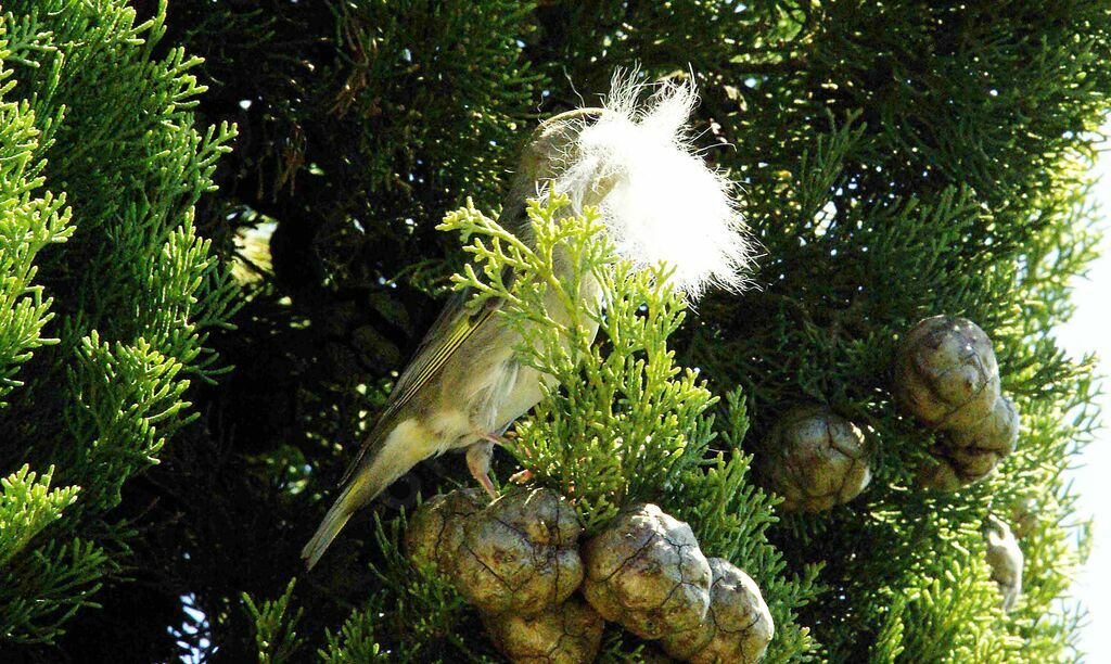 European Greenfinch female adult breeding, Reproduction-nesting