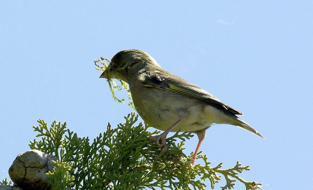 European Greenfinch female adult breeding, Reproduction-nesting