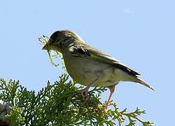 European Greenfinch