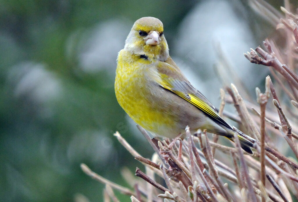 European Greenfinch