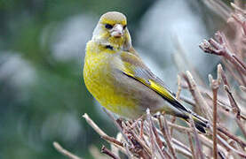 European Greenfinch