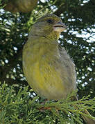 European Greenfinch