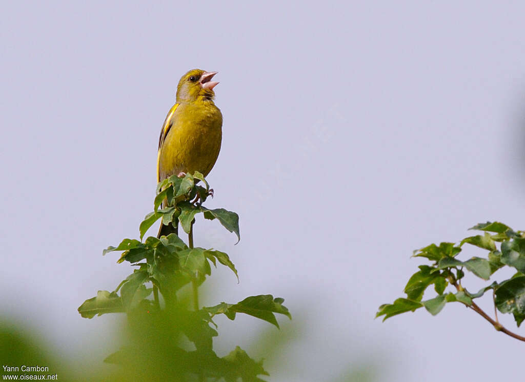 European Greenfinch male adult, song