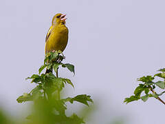 European Greenfinch