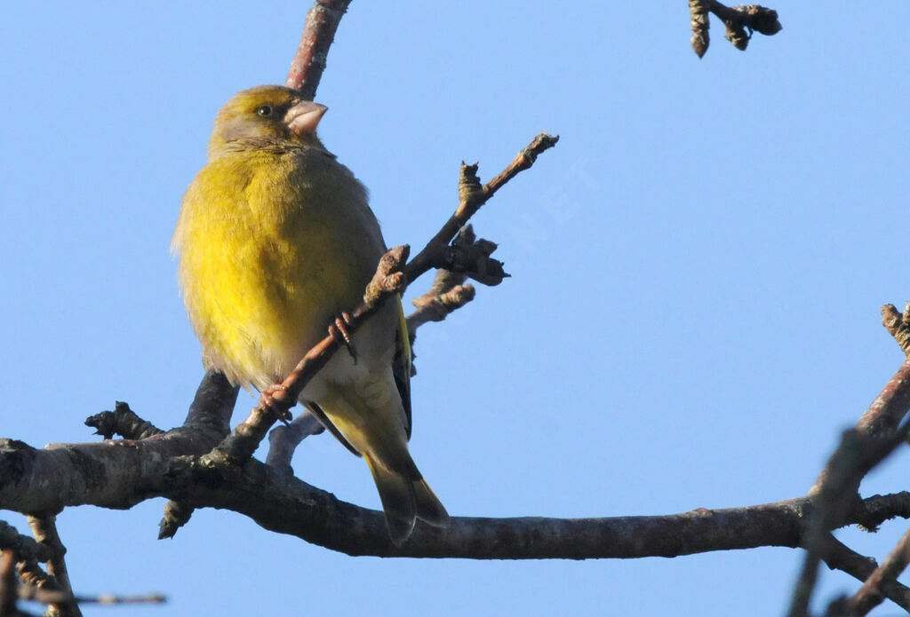 European Greenfinch