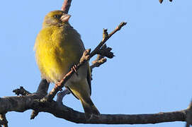 European Greenfinch