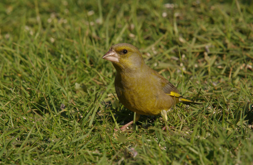 European Greenfinch male adult