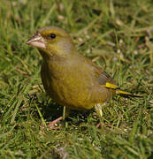 European Greenfinch