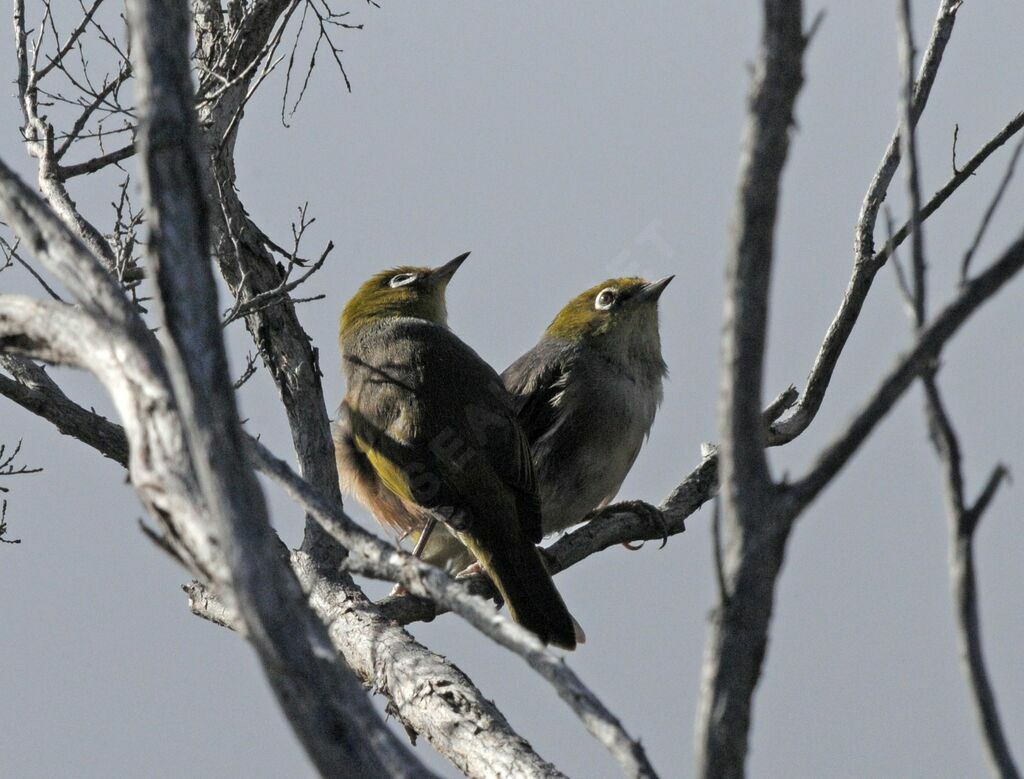 Silvereye