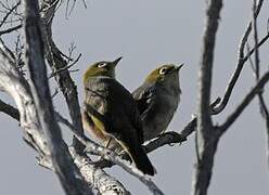 Silvereye