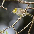 Zostérops à dos gris