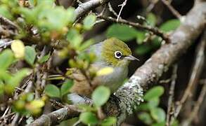 Silvereye