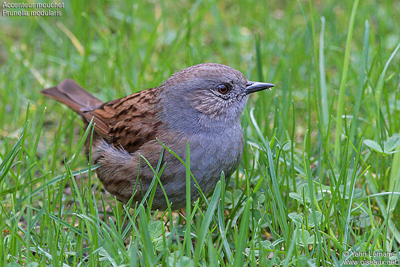 Dunnock