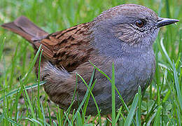 Dunnock