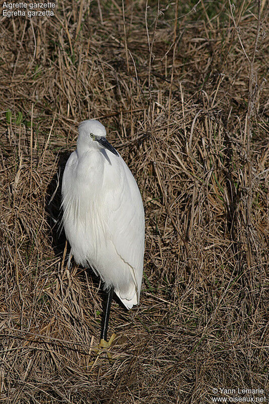 Aigrette garzette