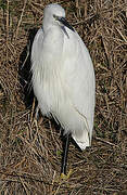 Aigrette garzette