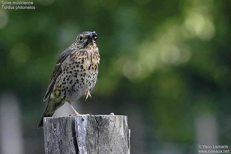 Song Thrush