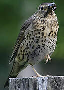 Song Thrush