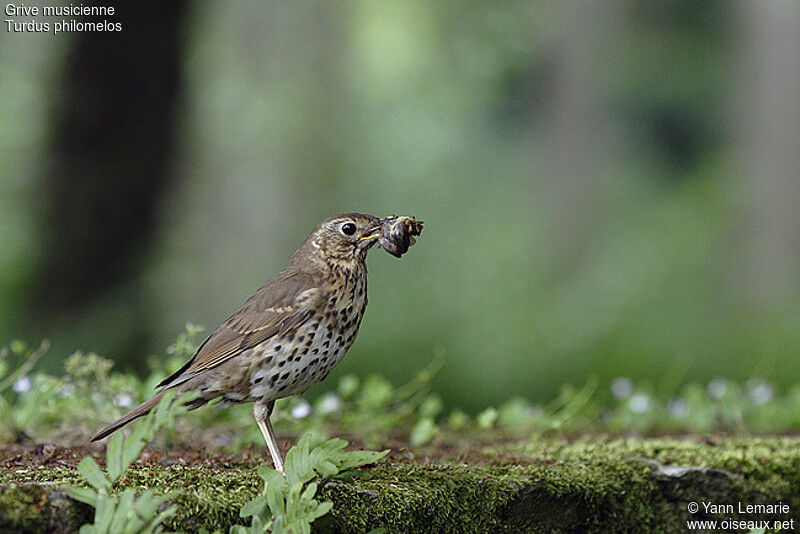 Song Thrush