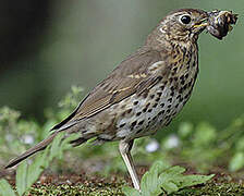 Song Thrush