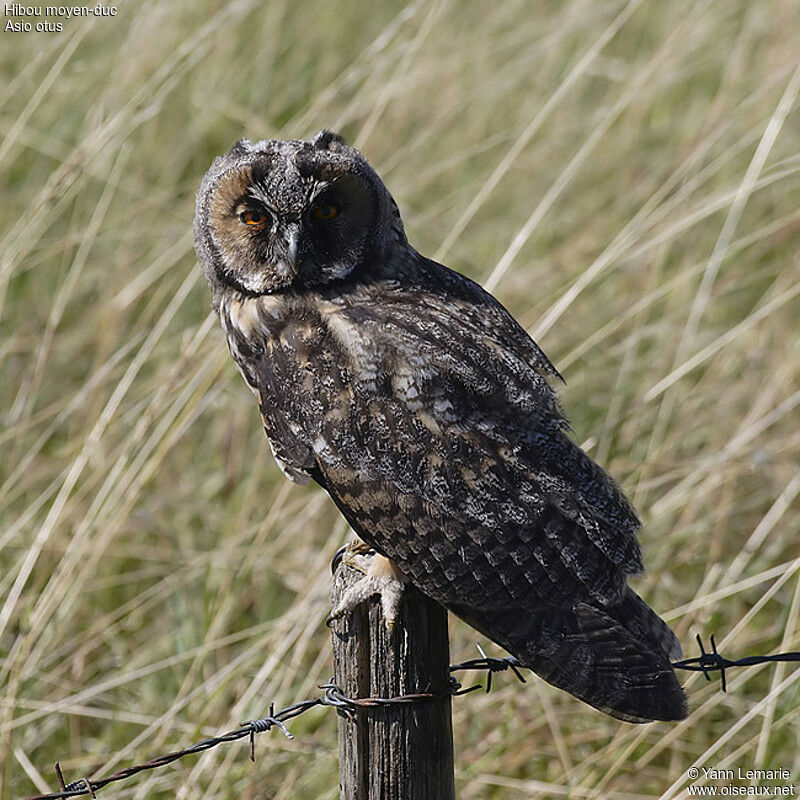 Hibou moyen-duc