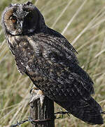 Long-eared Owl