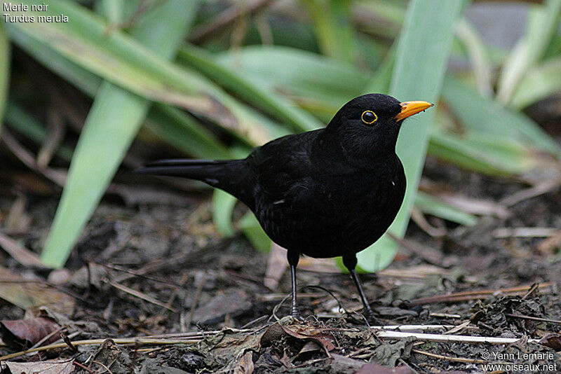 Common Blackbird male adult