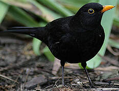 Common Blackbird