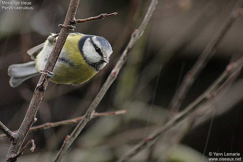 Mésange bleue