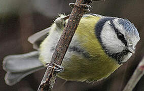 Mésange bleue