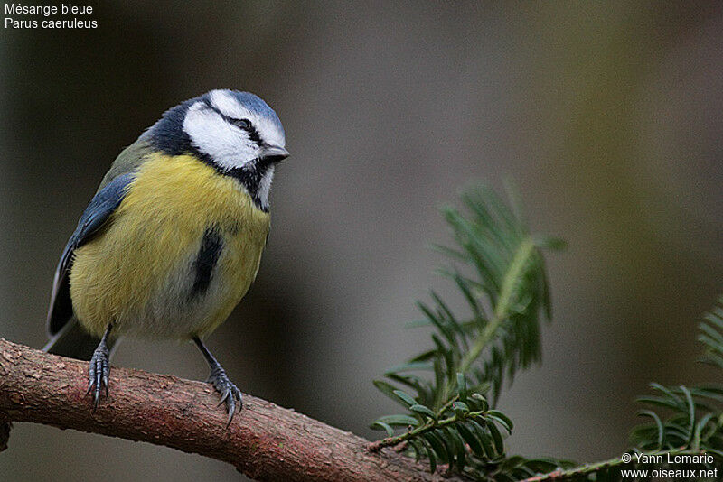 Mésange bleue