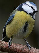 Eurasian Blue Tit