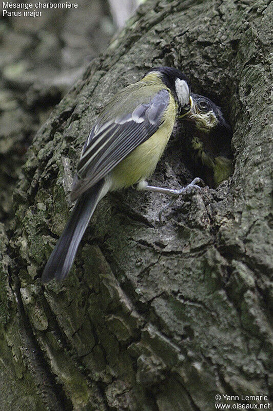 Great Tit